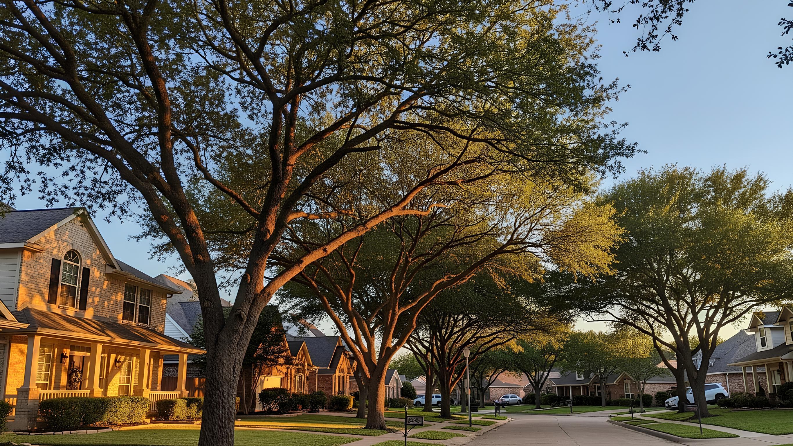 Expert tree services in Carrollton