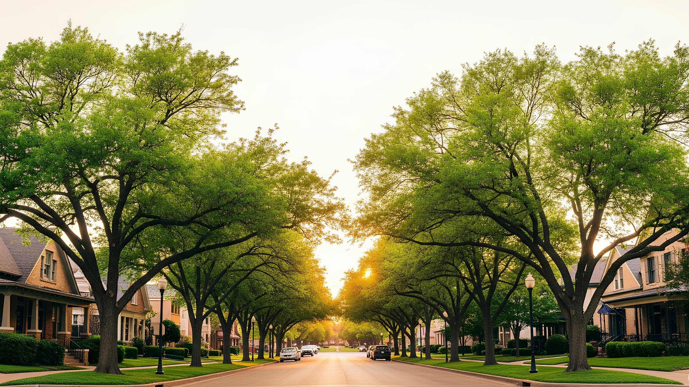 Expert tree services in Grapevine