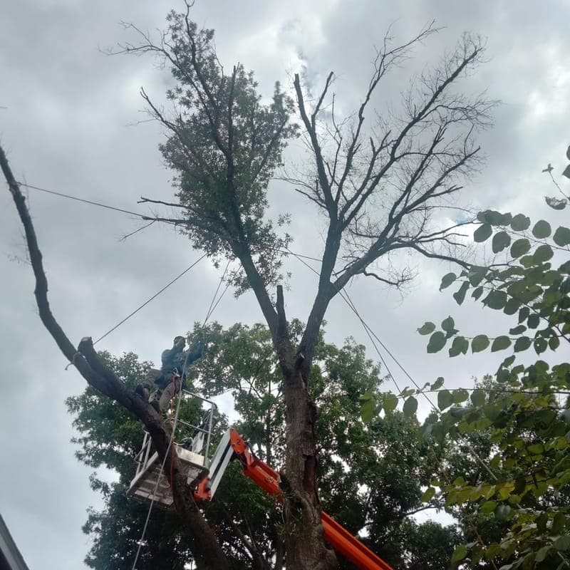 Emergency dead tree removal using professional bucket lift equipment