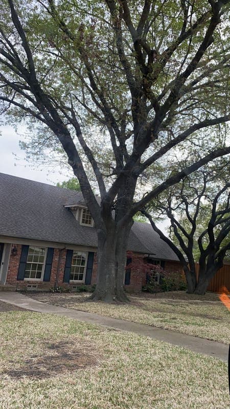Tree Trimming & Pruning