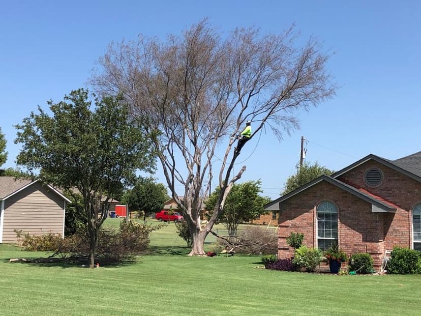 Perfectly shaped tree after trimming