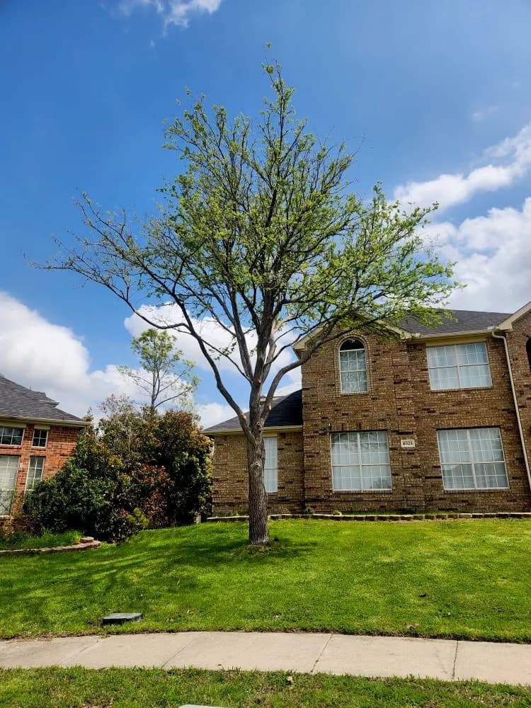 Tree Trimming & Pruning service in The Colony