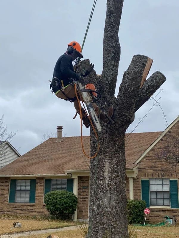 Professional Emergency Tree Services service