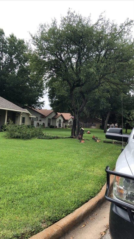 Large tree in front yard before professional removal and stump grinding service in McKinney
