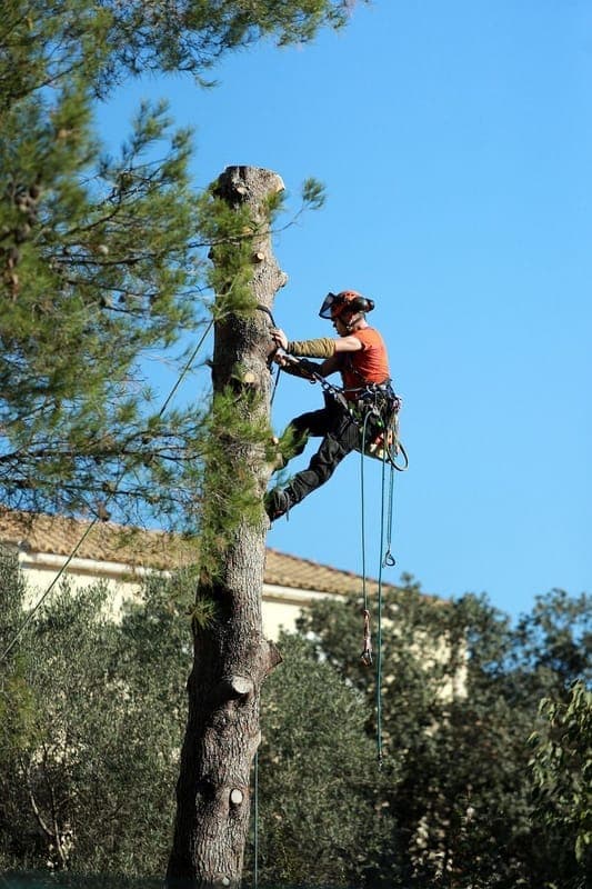 Certified arborist using chainsaw while climbing to safely remove dangerous tree sections in Dallas-Fort Worth