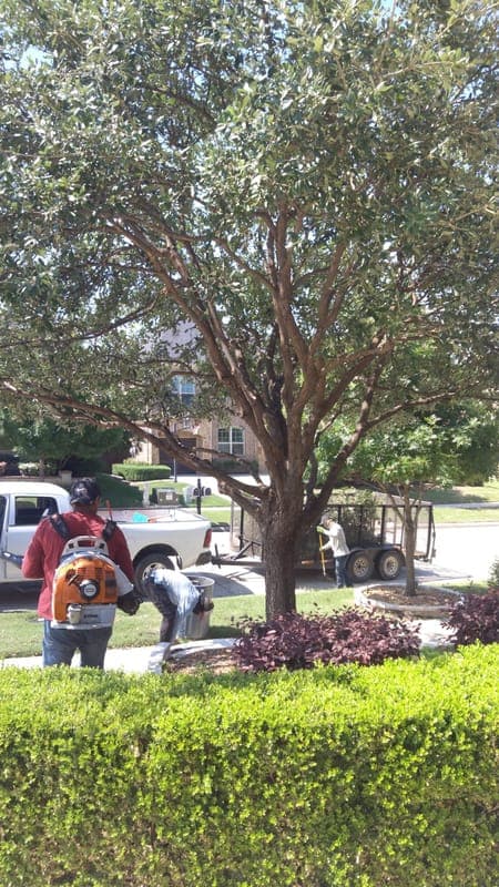 Professional tree health assessment and maintenance for residential property