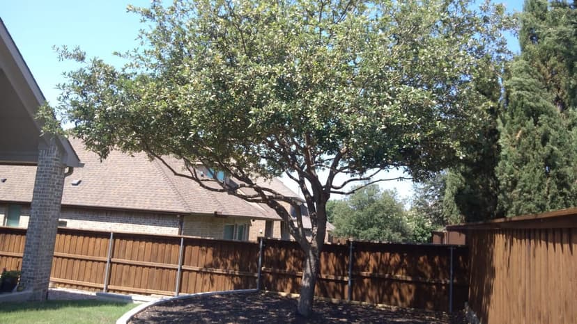 Live oak trimming and maintenance for backyard trees