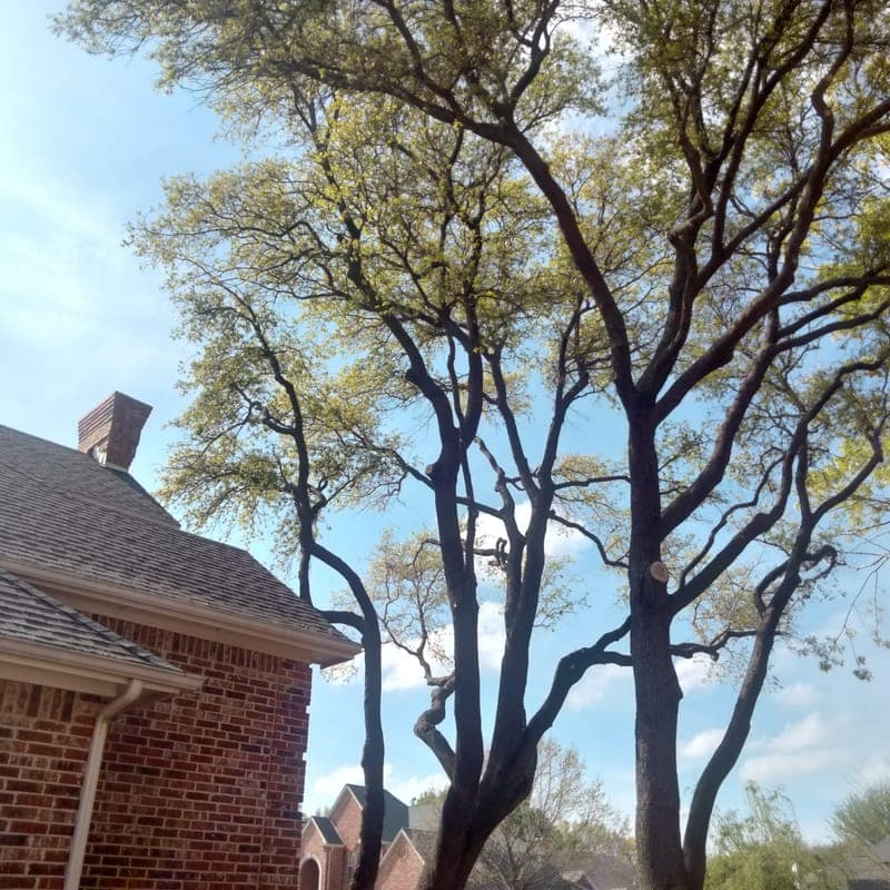 Professional tree thinning and structural pruning for safety