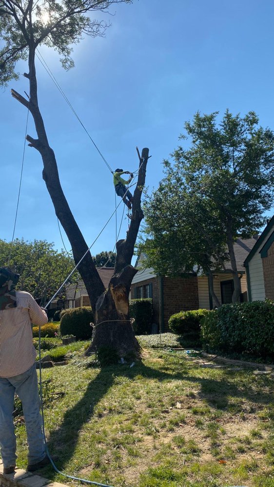 Professional tree removal service in Lewisville - Safely removing large tree