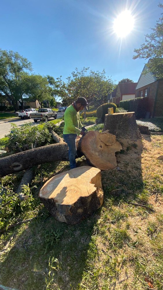 Expert tree removal process - Clearing residential property